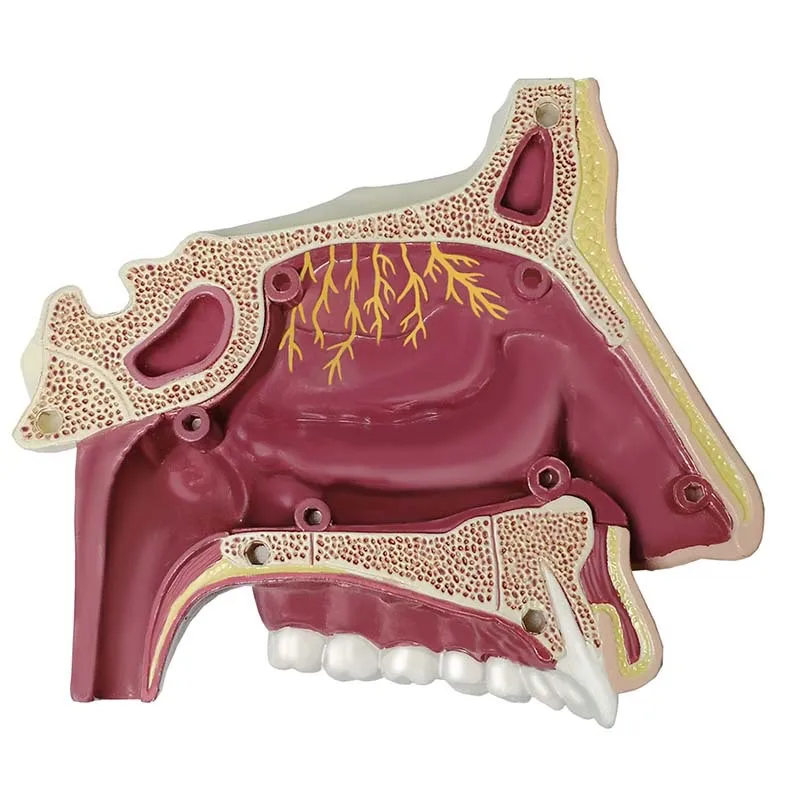 Cavidade nasal - Imagem 5