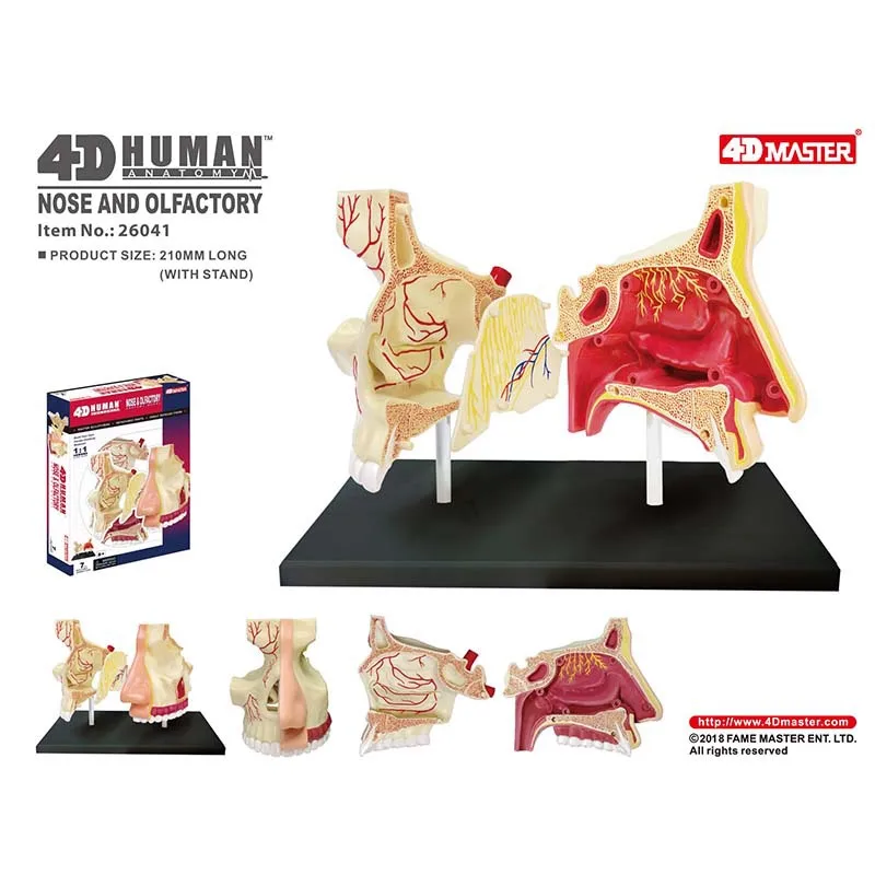 Cavidade nasal