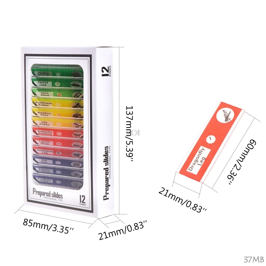 Kit com 12 lâminas preparadas para microscópio