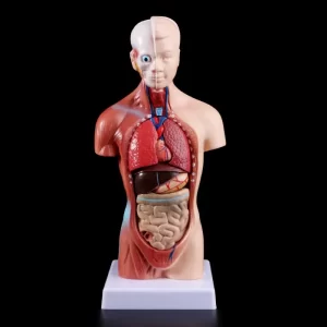 Modelo anatômico do tronco humano de 28 cm