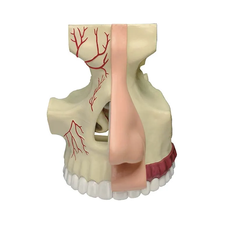 Cavidade nasal - Imagem 4