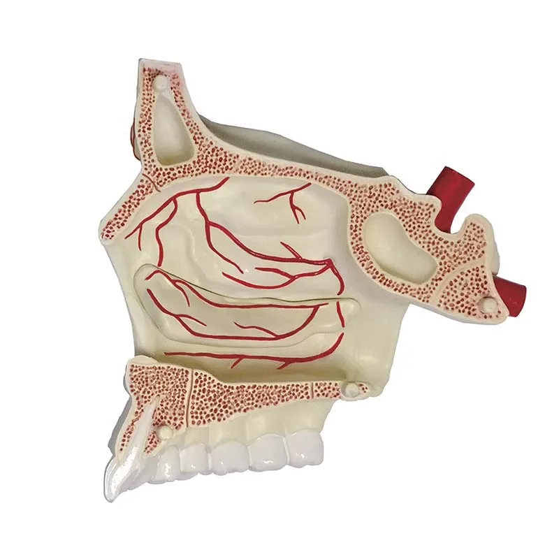 Cavidade nasal - Imagem 6