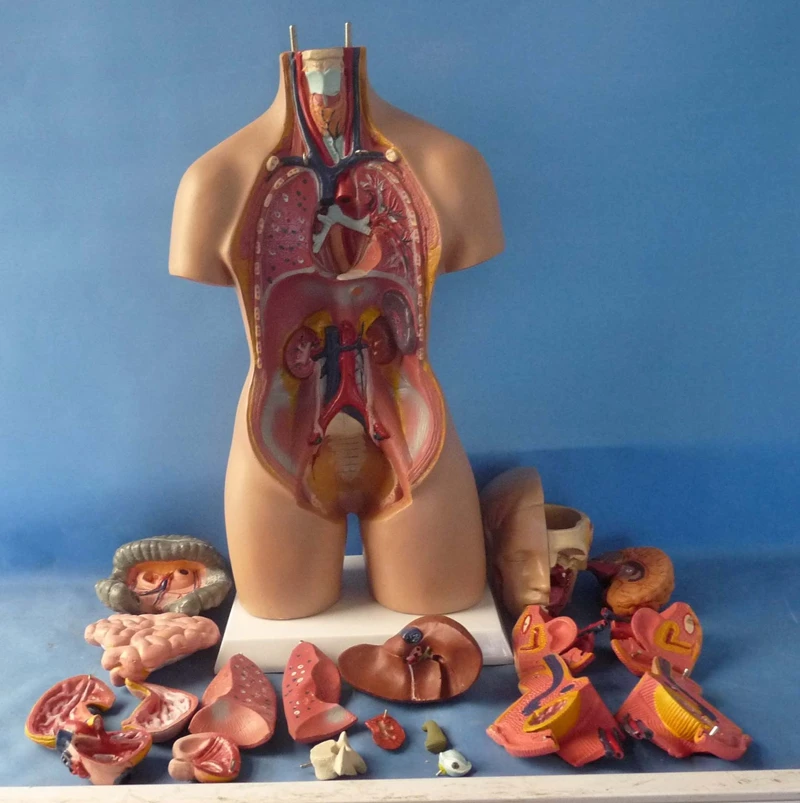 Modelo anatômico do tronco humano de 55 cm
