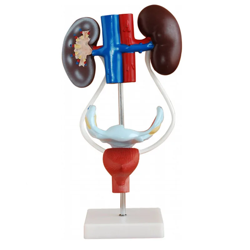 Sistema urogenital masculino ou feminino
